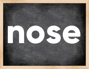 3 forms of the verb nose