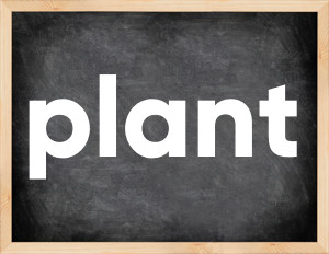 3 forms of the verb plant